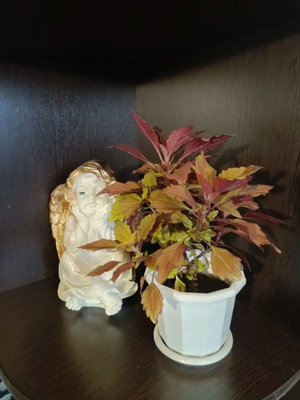 Продажа колеусов в Уфе - Растения (Хобби и отдых) в Уфа