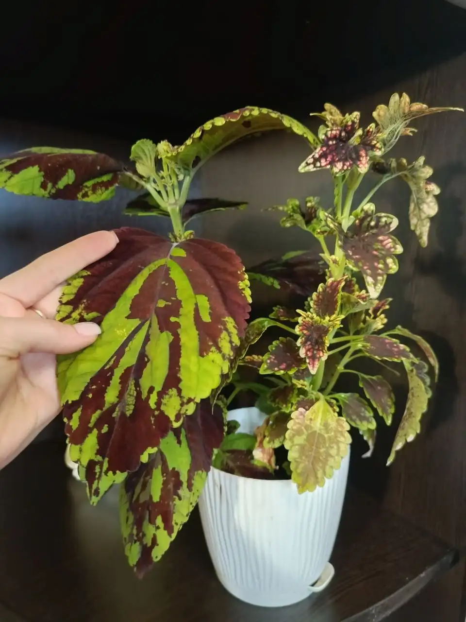 Продажа колеусов в Уфе - Растения (Хобби и отдых) в Уфа