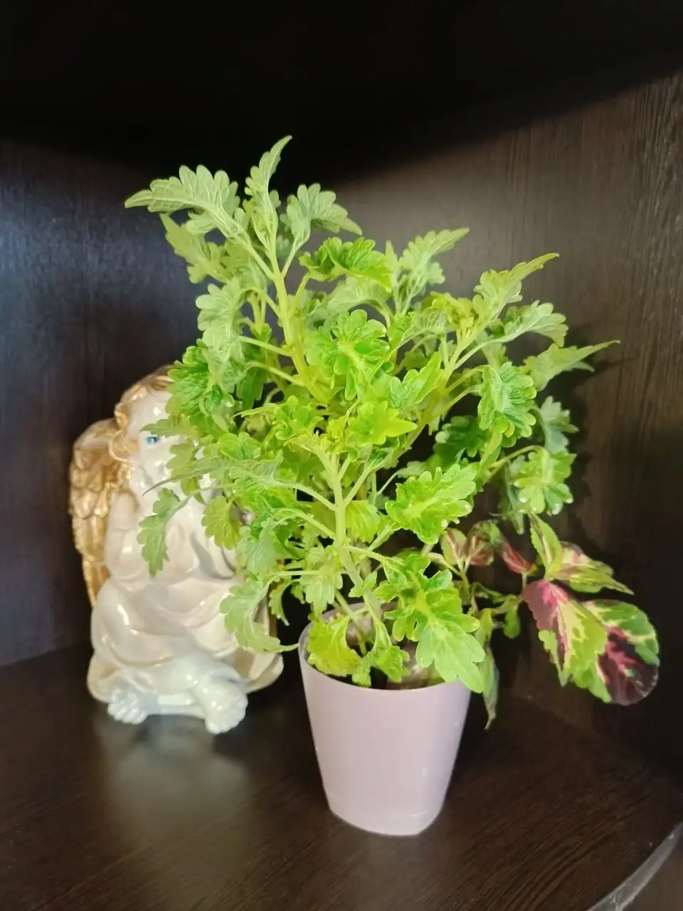 Продажа колеусов в Уфе - Растения (Хобби и отдых) в Уфа