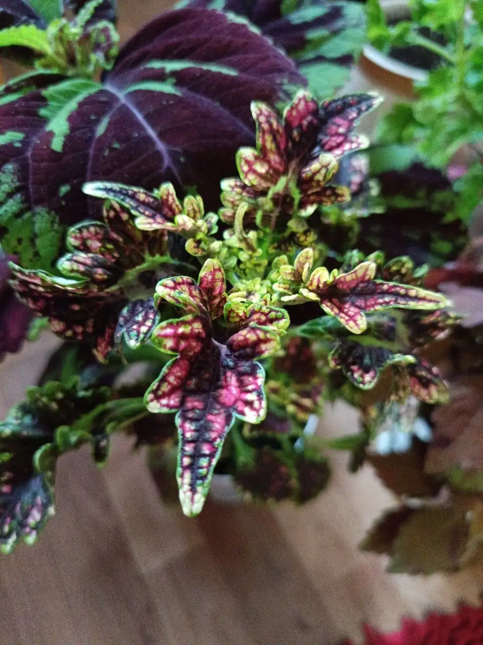 Продажа колеусов в Уфе - Растения (Хобби и отдых) в Уфа