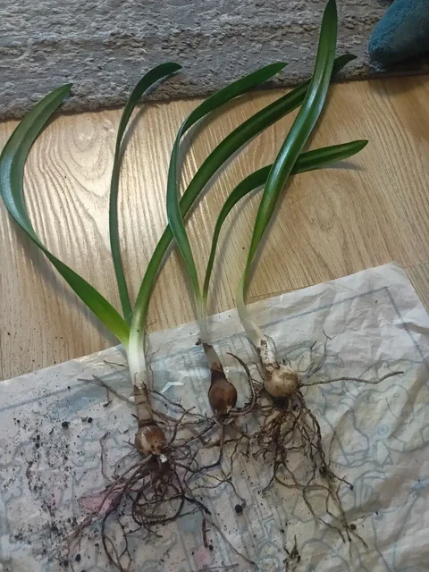 Продажа деток амариллиса в Уфе - Водный транспорт в Уфа