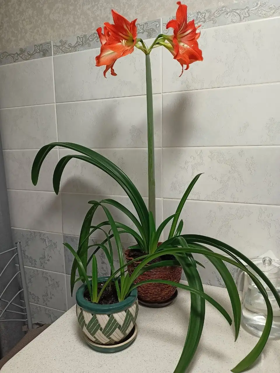 Продажа деток амариллиса в Уфе - Растения (Хобби и отдых) в Уфа