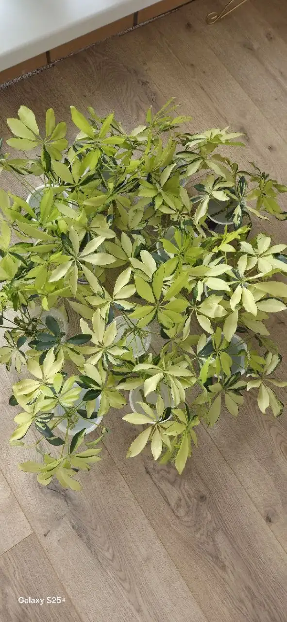 Свежесрезанные черенки шеффлеры Мелани - Растения (Хобби и отдых) в Уфа