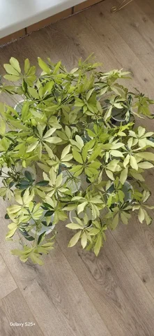 Свежесрезанные черенки шеффлеры Мелани - Водный транспорт в Уфа