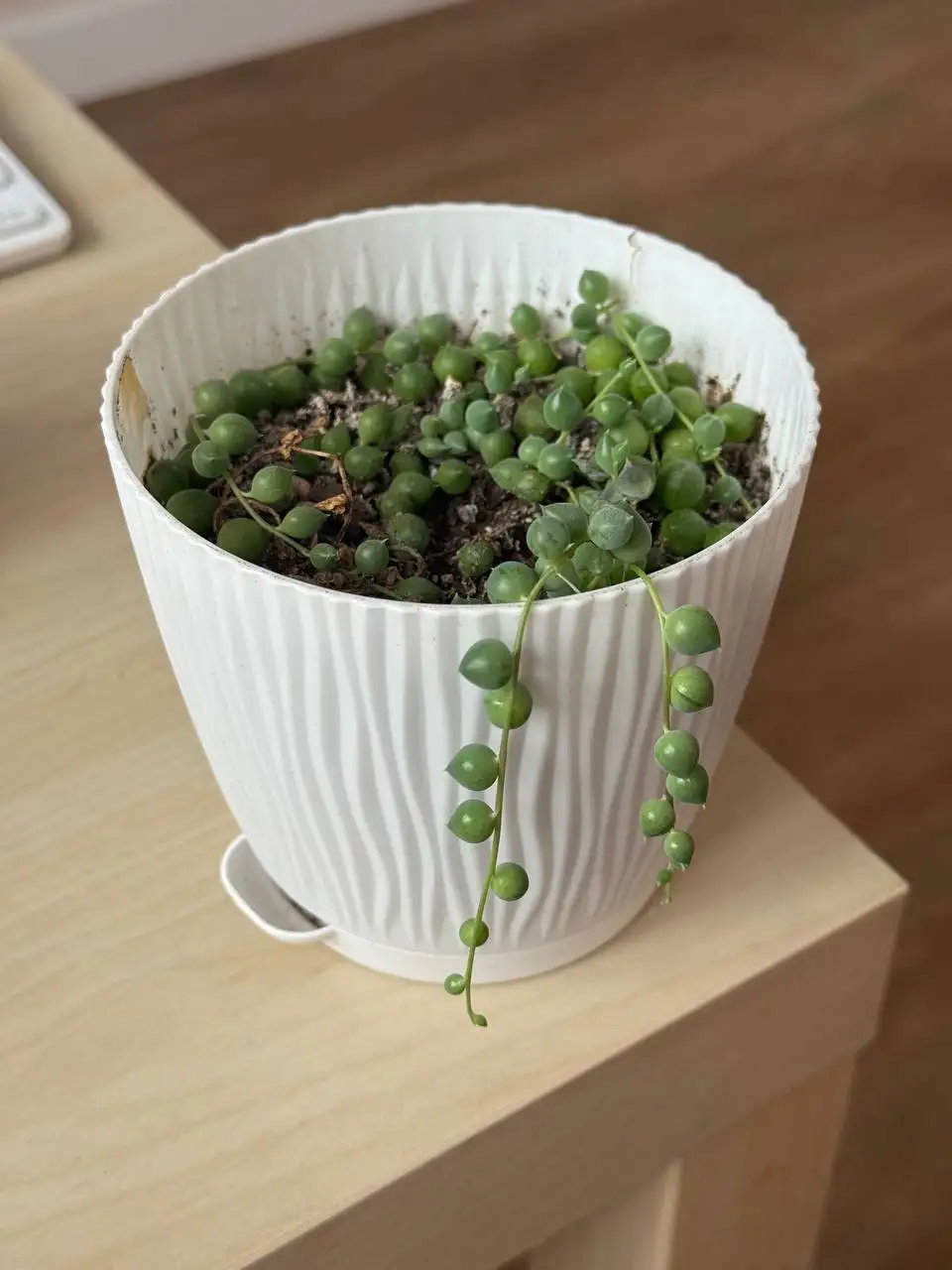 Крестовник Роули - Растения (Хобби и отдых) в Уфа