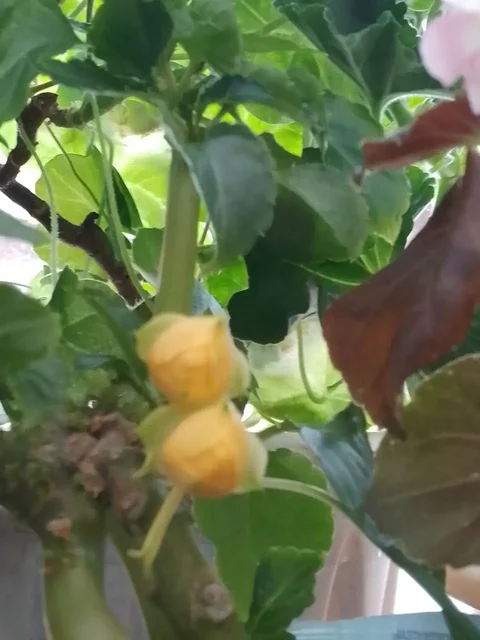 Черенки растений с бутонами и цветением - Водный транспорт в Уфа