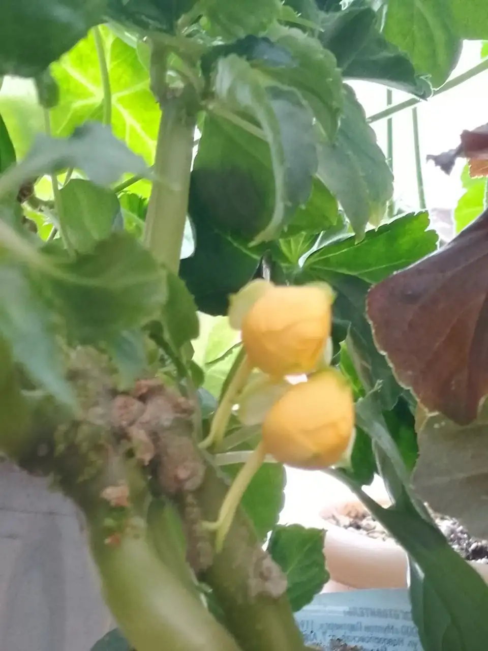 Черенки растений с бутонами и цветением - Растения (Хобби и отдых) в Уфа