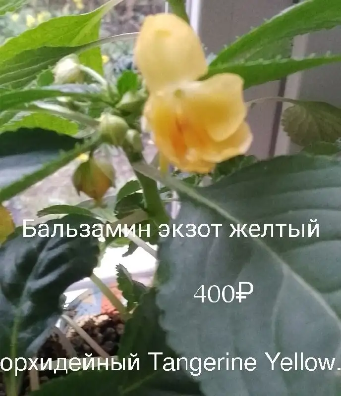 Черенки растений с бутонами и цветением - Растения (Хобби и отдых) в Уфа