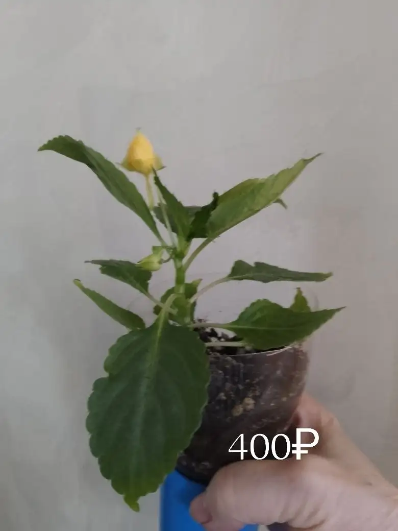 Черенки растений с бутонами и цветением - Растения (Хобби и отдых) в Уфа