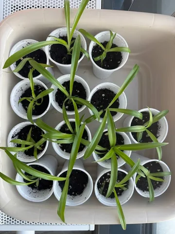 Хлорофитум - неубиваемое офисное растение - Хобби и отдых в Уфа