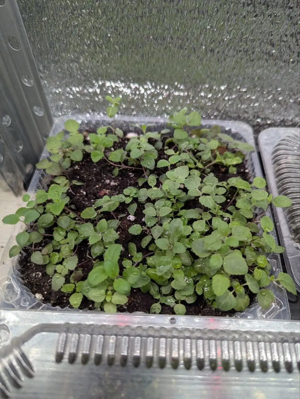 Растения с дачи в Уфе - Растения (Хобби и отдых) в Уфа