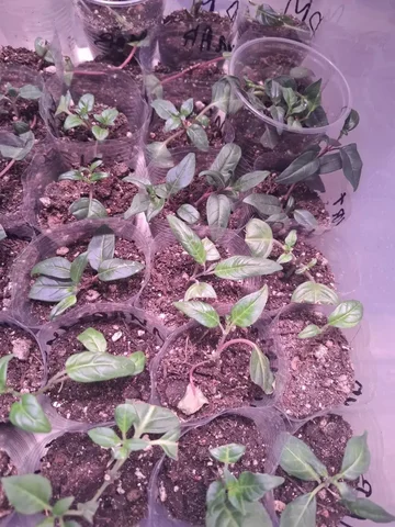 Фуксии 6 сортов - Хобби и отдых в Уфа