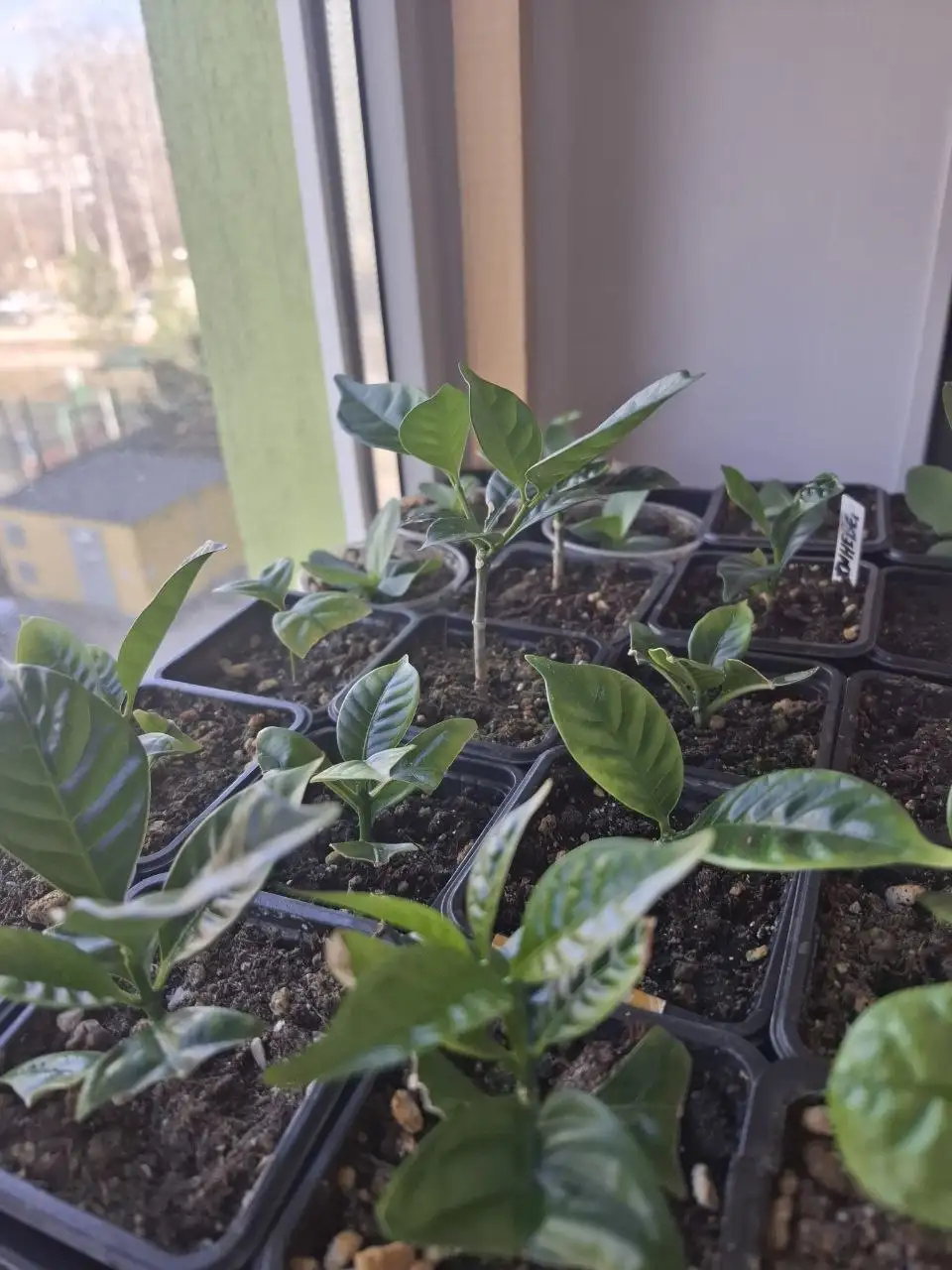 Табернемонтана в Уфе - Растения (Хобби и отдых) в Уфа