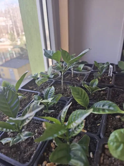 Табернемонтана в Уфе - Хобби и отдых в Уфа