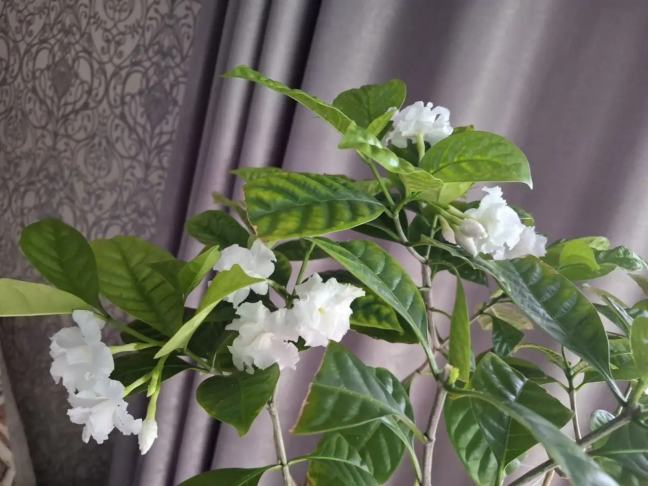 Табернемонтана в Уфе - Растения (Хобби и отдых) в Уфа