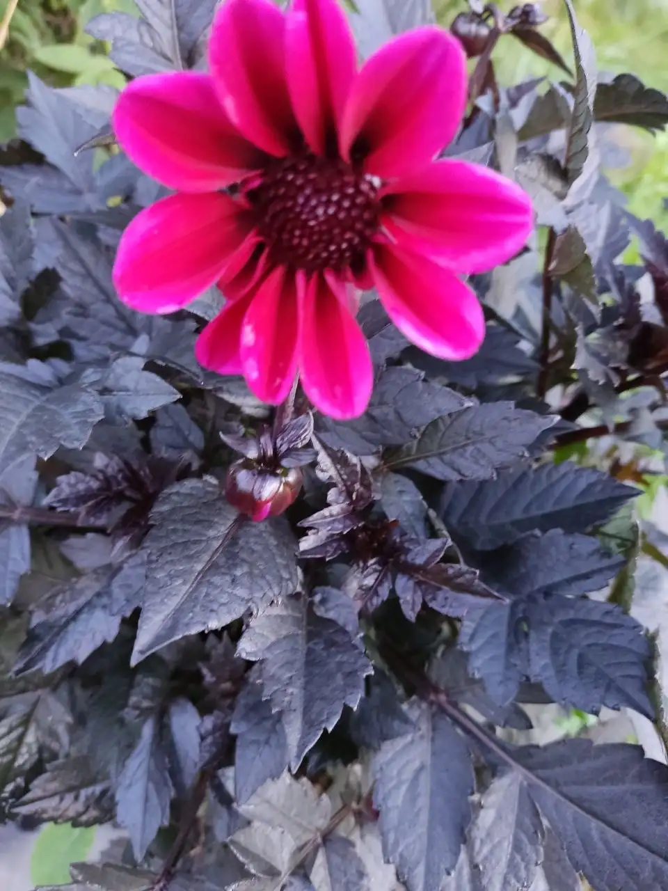 Георгин Дарк ангел дракула бордюрный - Растения (Хобби и отдых) в Уфа