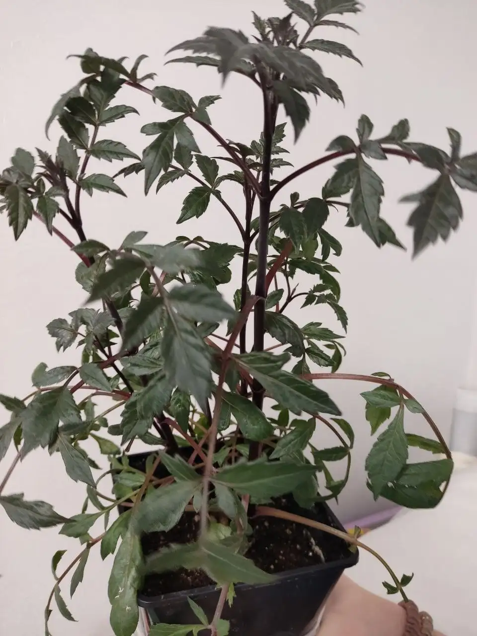 Георгин Дарк ангел дракула бордюрный - Растения (Хобби и отдых) в Уфа