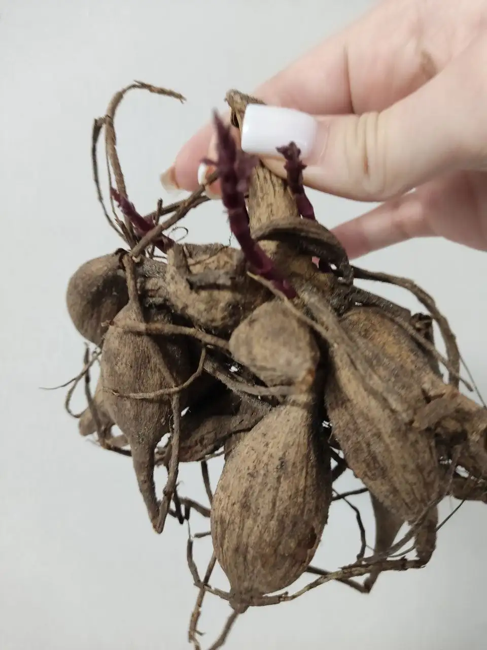 Георгин Дарк ангел дракула бордюрный - Растения (Хобби и отдых) в Уфа