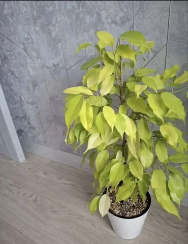 Фикус Еллоу голд - Хобби и отдых в Уфа