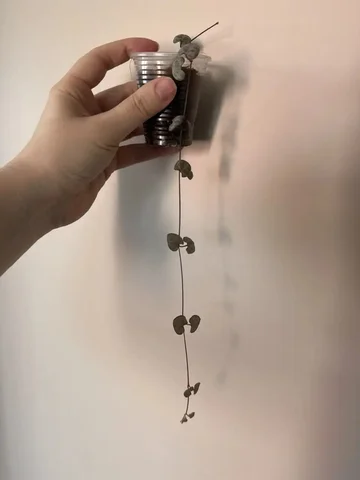 Церопегия - Хобби и отдых в Уфа