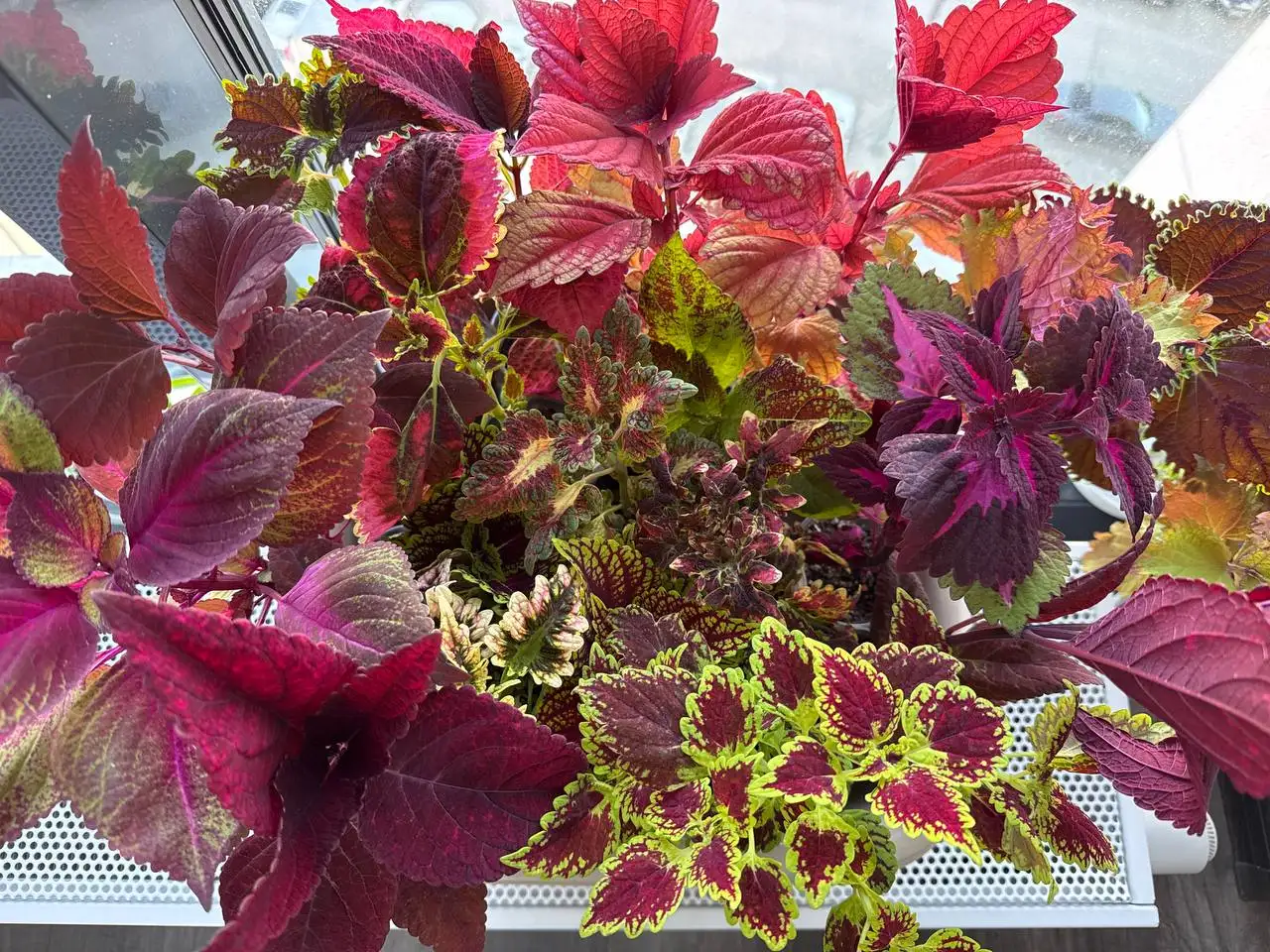 Продажа колеусов высоких - Растения (Хобби и отдых) в Уфа