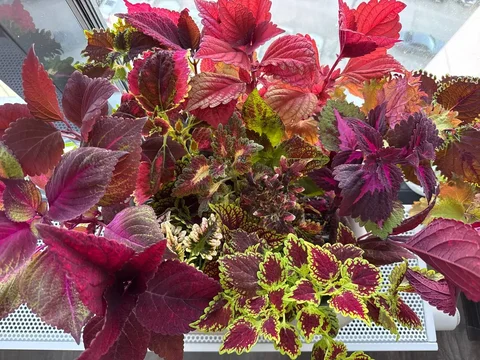 Продажа колеусов высоких - Хобби и отдых в Уфа