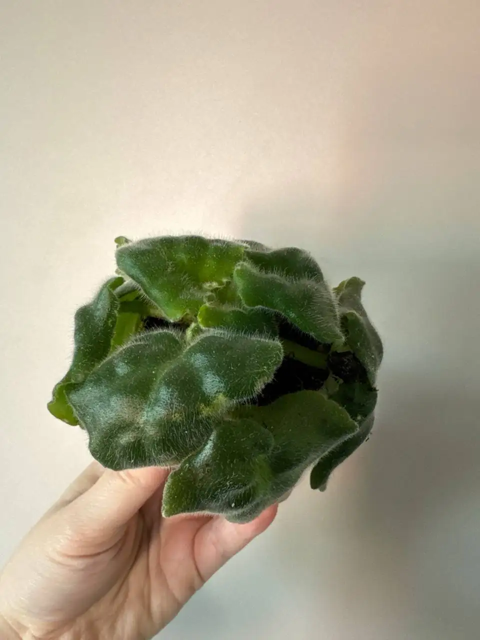 Фиалка - Растения (Хобби и отдых) в Уфа