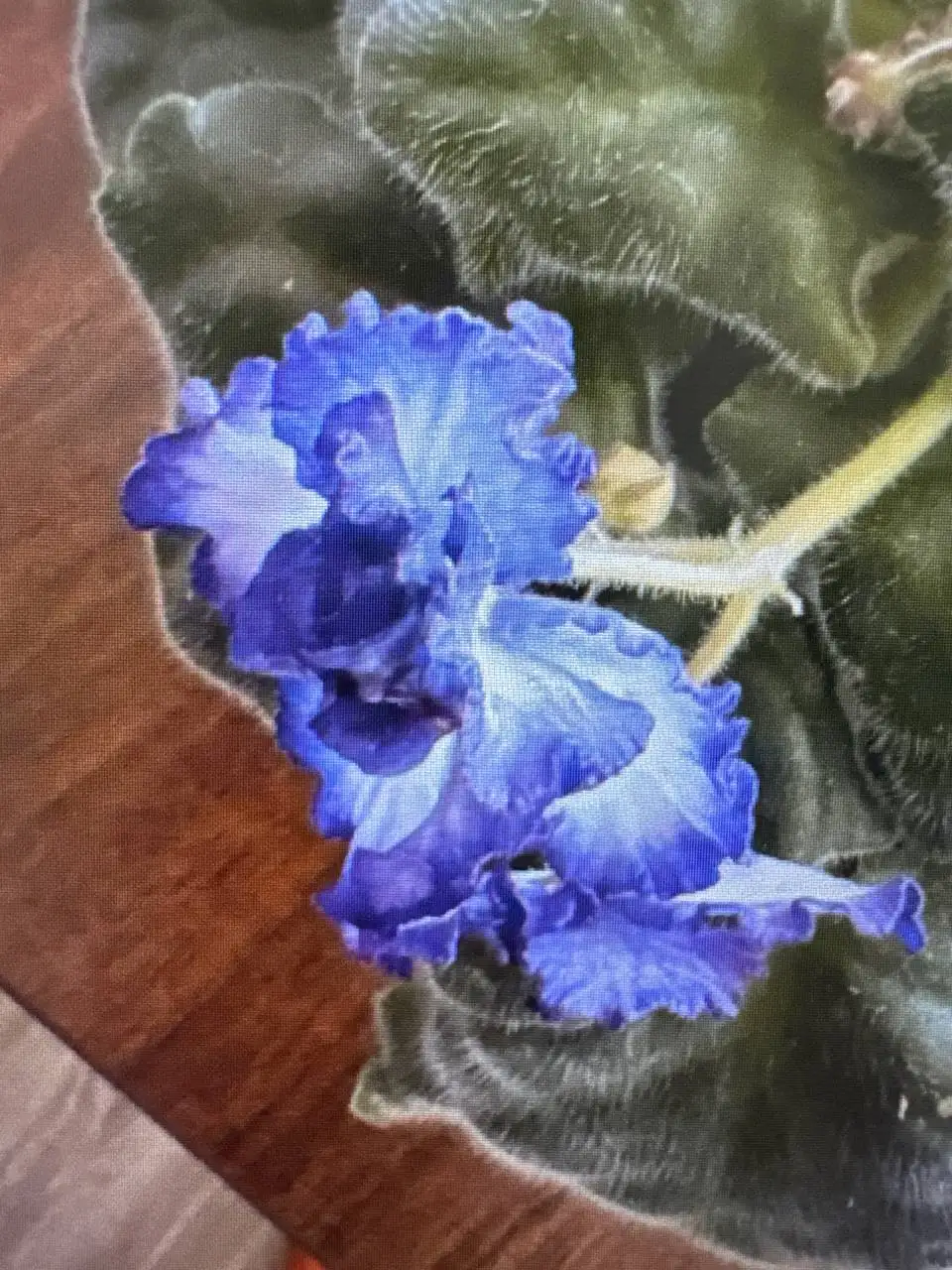 Фиалка - Растения (Хобби и отдых) в Уфа