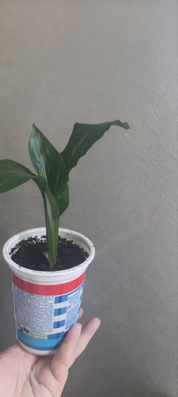 Спатифиллум на Бакалинской - Растения (Хобби и отдых) в Уфа