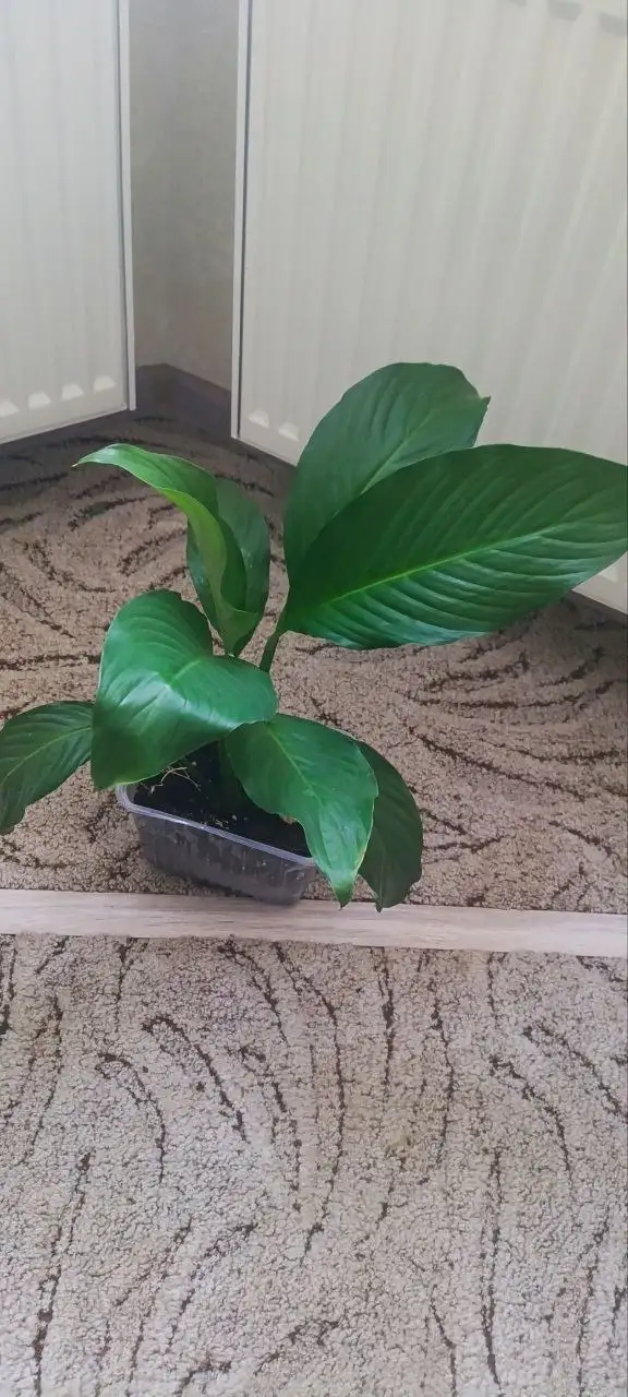 Спатифиллум на Бакалинской - Растения (Хобби и отдых) в Уфа