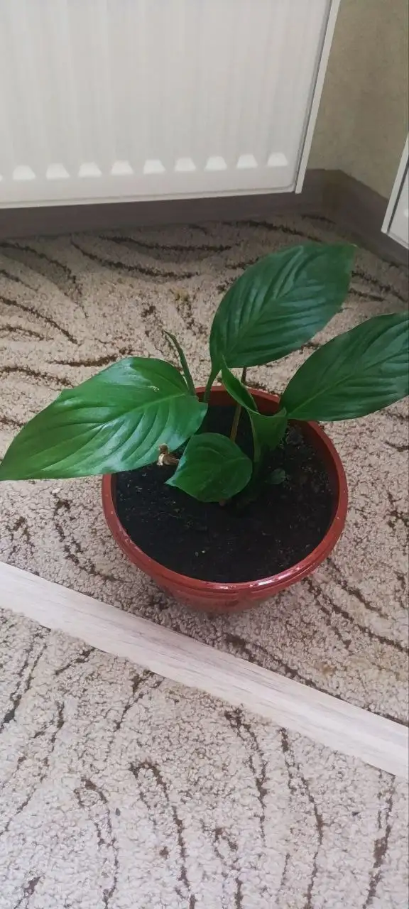 Спатифиллум на Бакалинской - Растения (Хобби и отдых) в Уфа