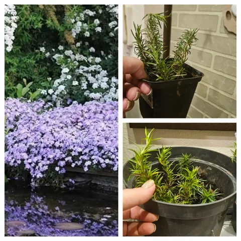 Продажа флокса шиловидного - Хобби и отдых в Уфа