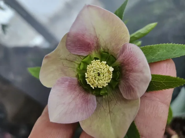 Продажа морозников и сеянцев растений - Хобби и отдых в Уфа