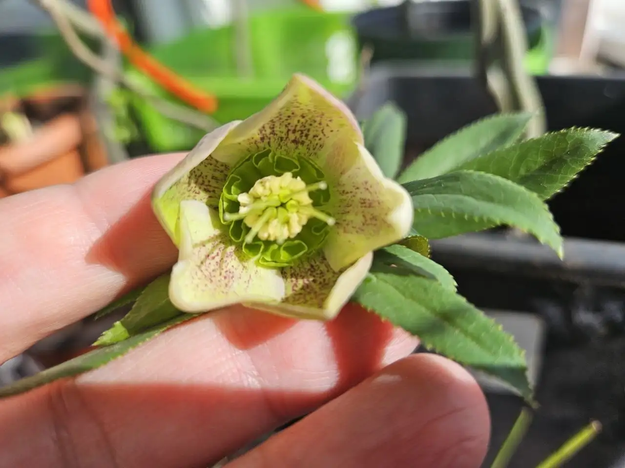 Продажа морозников и сеянцев растений - Растения (Хобби и отдых) в Уфа