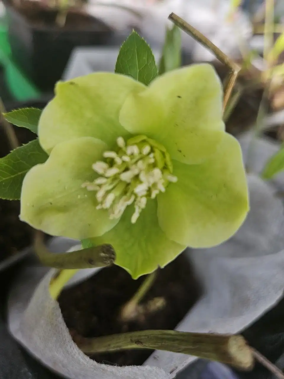 Продажа морозников и сеянцев растений - Растения (Хобби и отдых) в Уфа