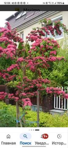 Боярышник пауль скарлет - Хобби и отдых в Уфа