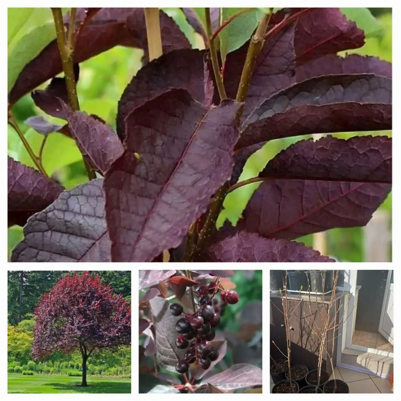 Черемуха шуберта - Растения (Хобби и отдых) в Уфа