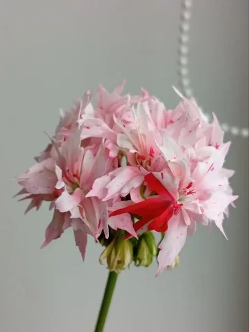 Укоренённые черенки звёздчатой пеларгонии Ричард Хадсон - Хобби и отдых в Уфа