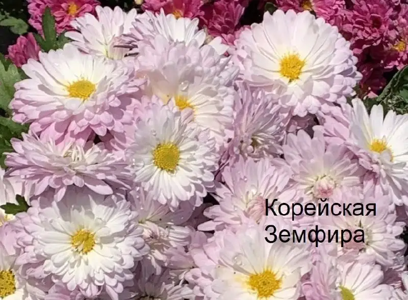 Хризантемы в наличии - Растения (Хобби и отдых) в Уфа