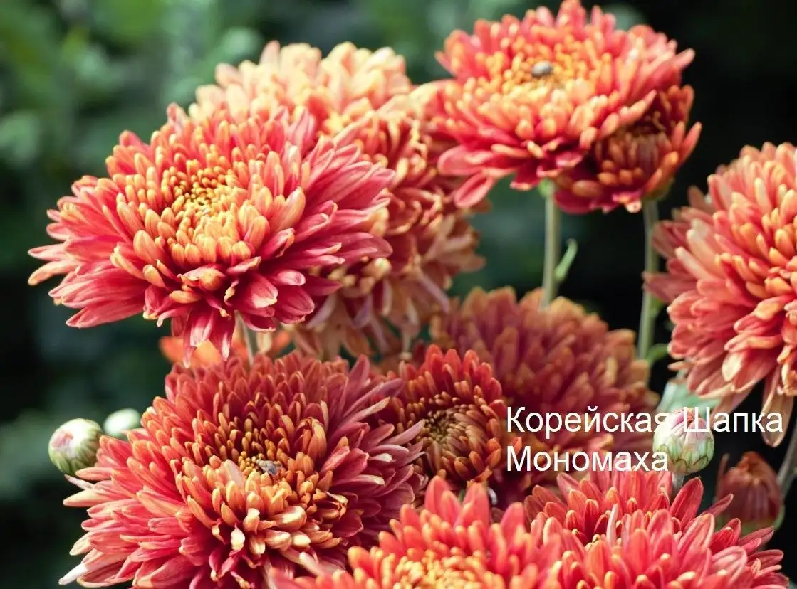 Хризантемы в наличии - Растения (Хобби и отдых) в Уфа