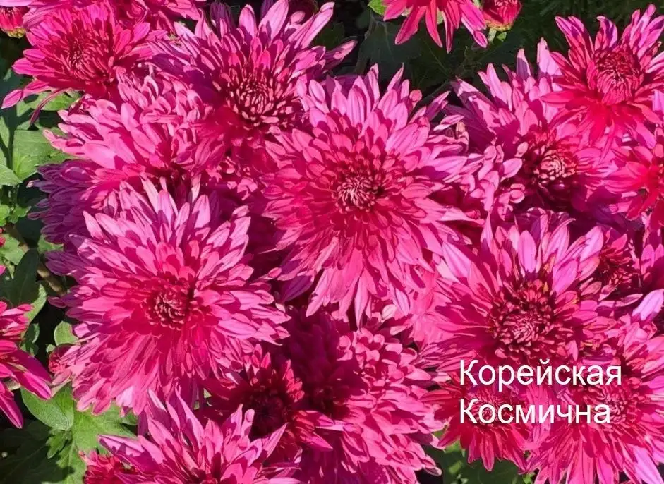 Хризантемы в наличии - Растения (Хобби и отдых) в Уфа