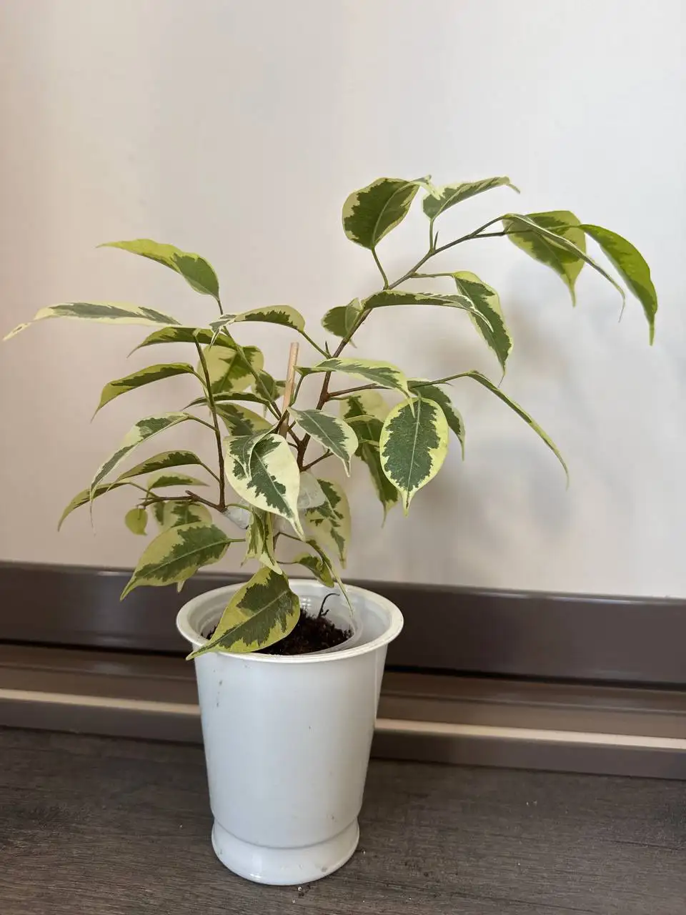 Фикус голден Кинг - Растения (Хобби и отдых) в Уфа