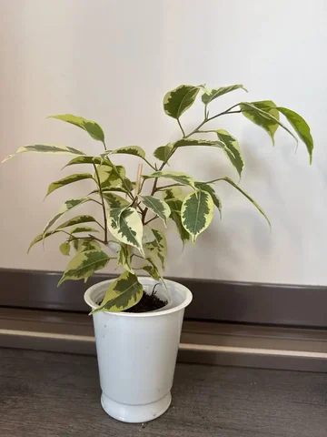 Фикус голден Кинг - Хобби и отдых в Уфа