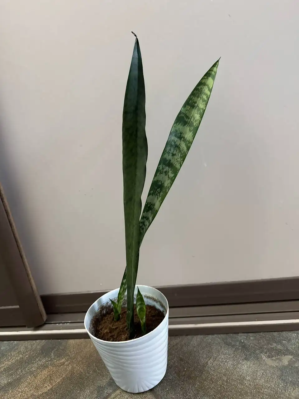 Сансеверия - Растения (Хобби и отдых) в Уфа