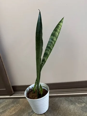 Сансеверия - Хобби и отдых в Уфа