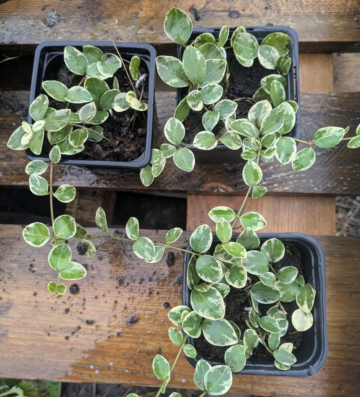 Продажа почвопокровного бересклета форчуна - Растения (Для дома и дачи) в Уфа