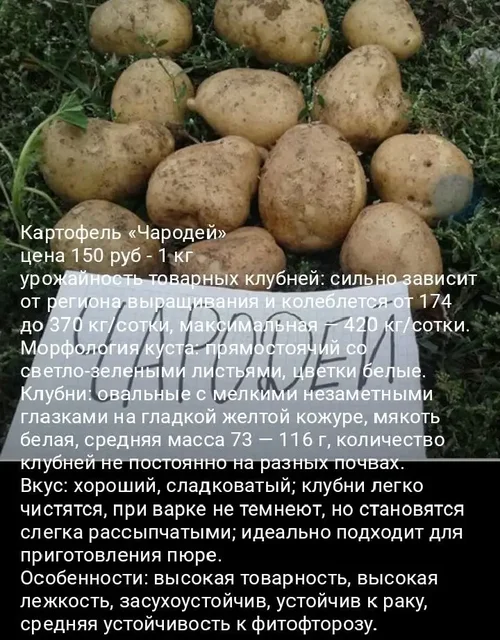 Сортовой семенной картофель - Барахолка в Уфа