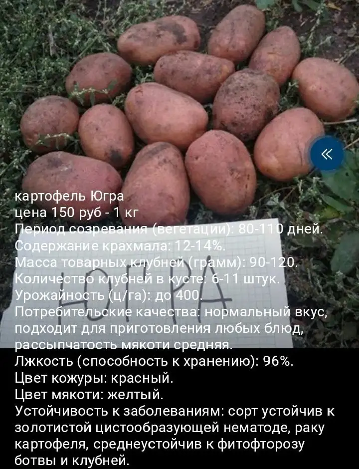 Сортовой семенной картофель - Барахолка в Уфа
