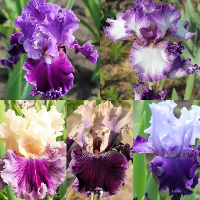Наборы сортовых ирисов в горшках Р9 - Коллекционирование в Уфа