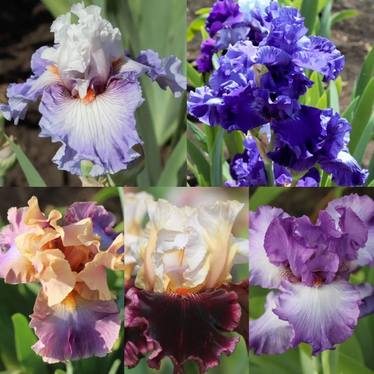 Наборы сортовых ирисов в горшках Р9 - Растения (Хобби и отдых) в Уфа